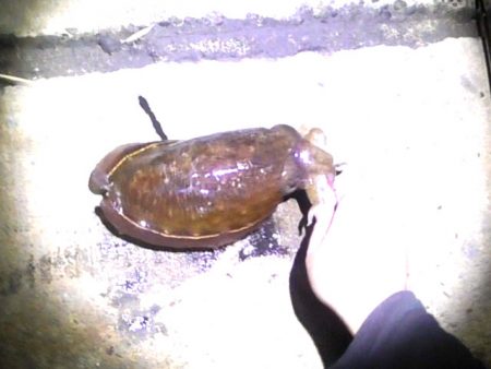 アオリイカやモンゴウイカ、コウイカ